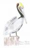 Filename: brownpelican.jpg
Size: 48.06 KB
09-17-2014, 08:26 AM