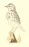 Filename: meadow_pipit.jpg
Size: 32.91 KB
09-17-2014, 08:27 AM
